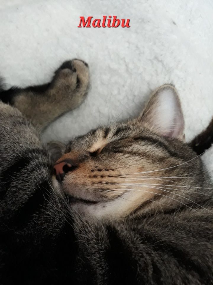 Enlarge Malibu (Mallow), a Adoptable Tabby in Morgantown, WV image 6/6