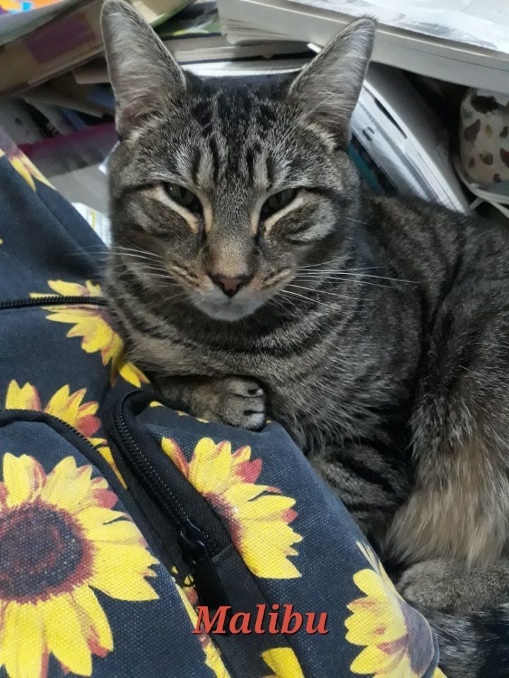 Enlarge Malibu (Mallow), a Adoptable Tabby in Morgantown, WV image 2/6