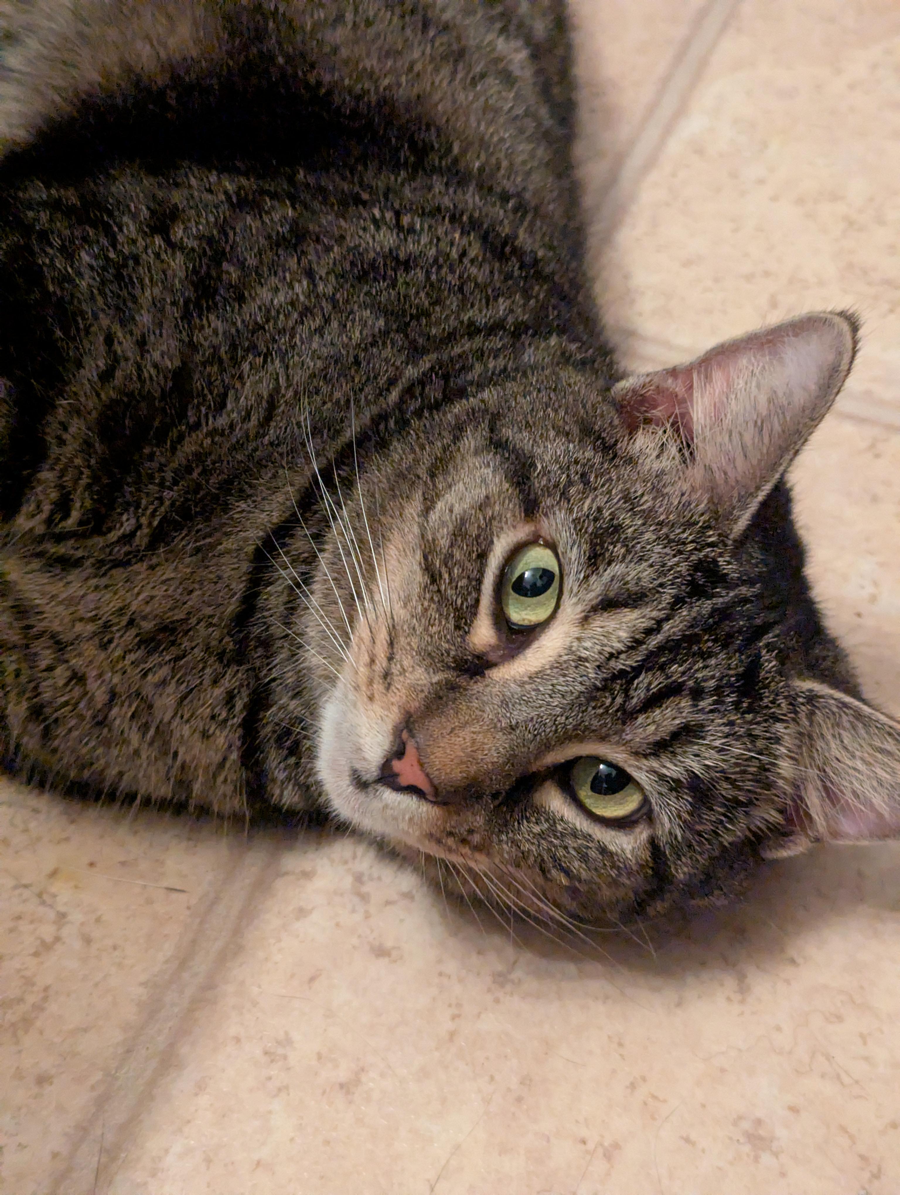 Enlarge Malibu (Mallow), a Adoptable Tabby in Morgantown, WV image 4/6