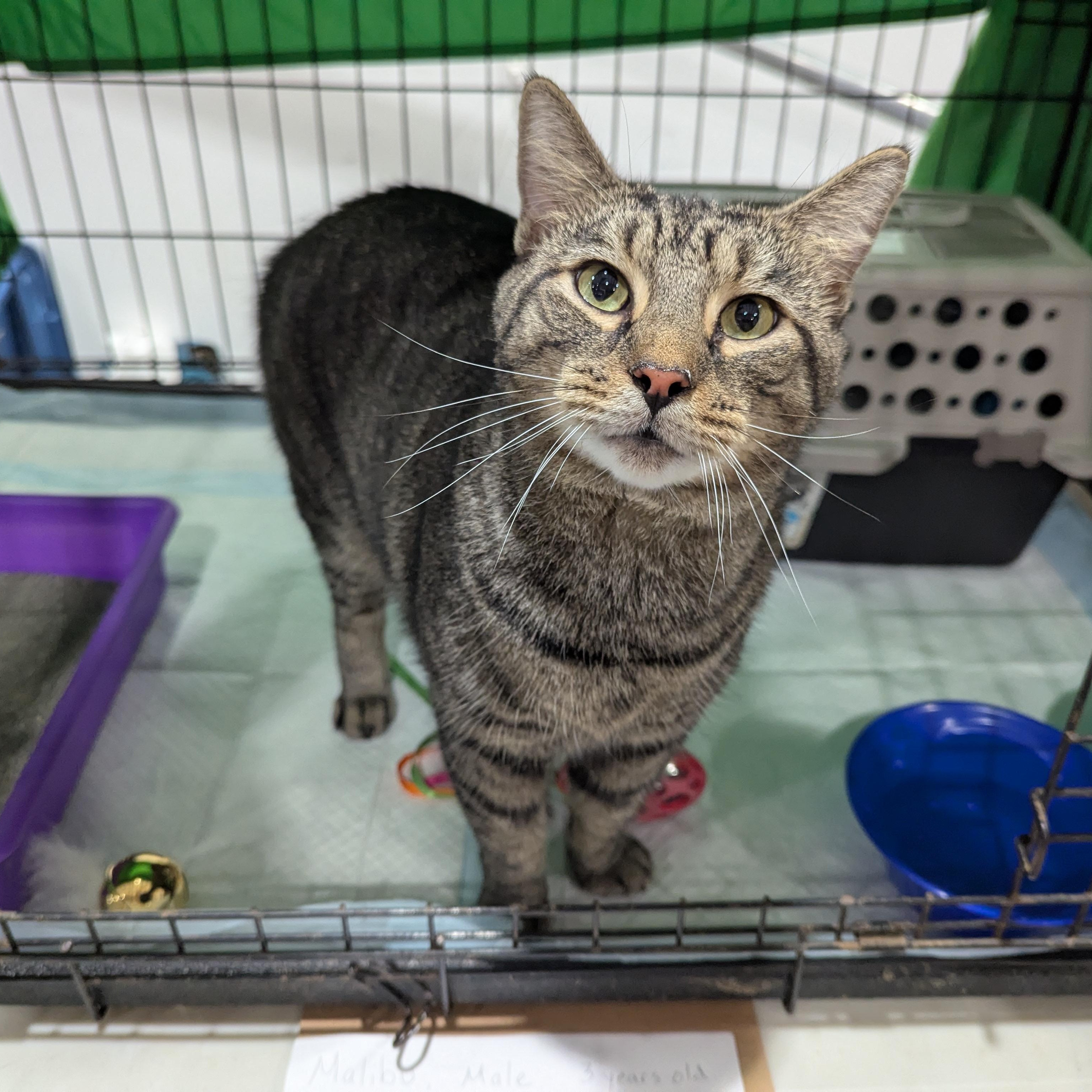 Enlarge Malibu (Mallow), a Adoptable Tabby in Morgantown, WV image 3/6
