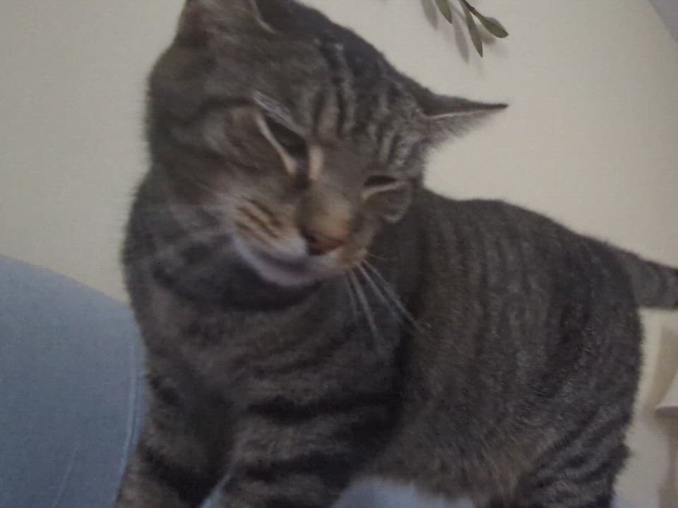 Enlarge Malibu (Mallow), a Adoptable Tabby in Morgantown, WV video 5/6