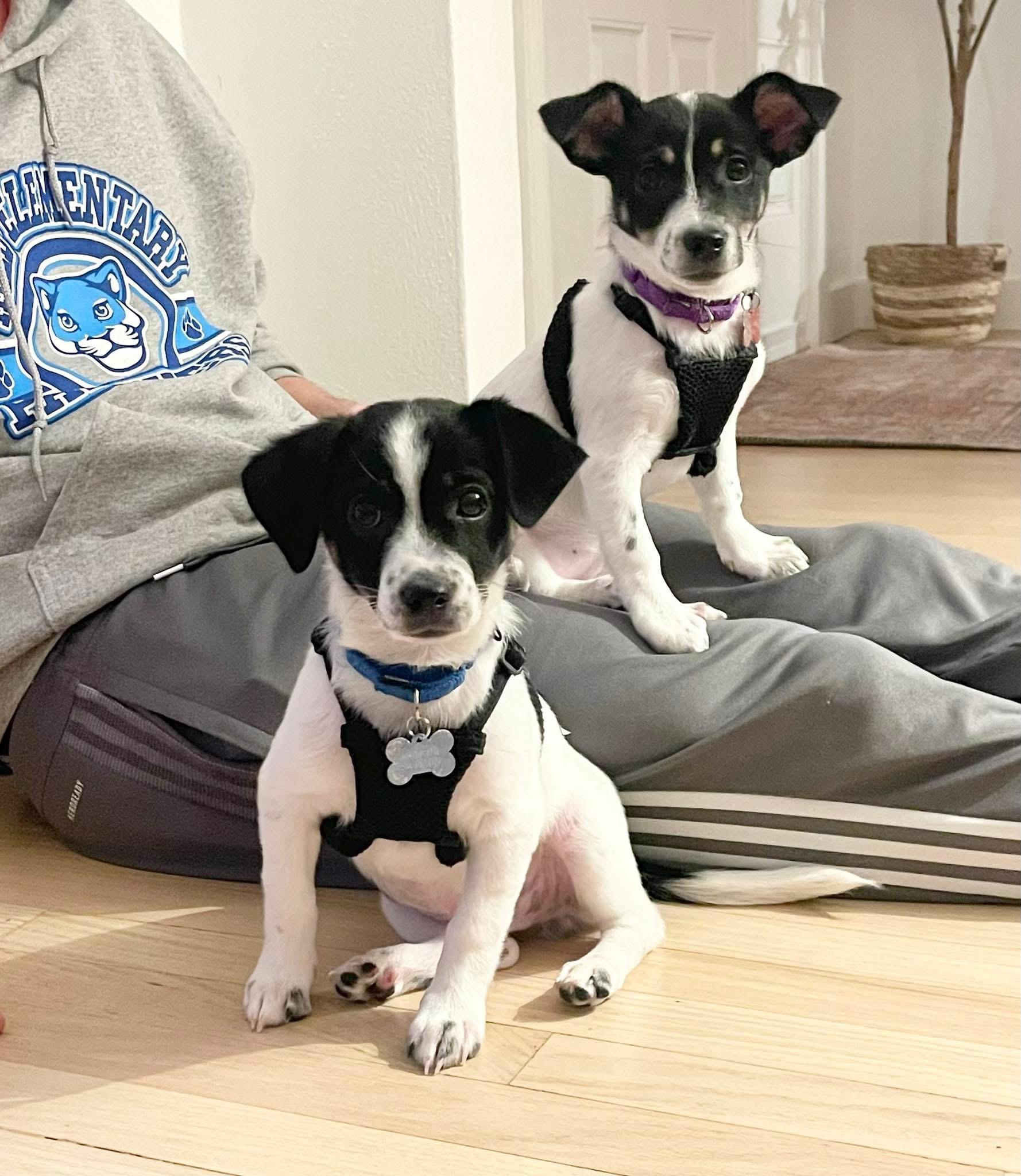 Maggie & Milo, ADOPTABLE, Young Male Jack Russell Terrier & Terrier.