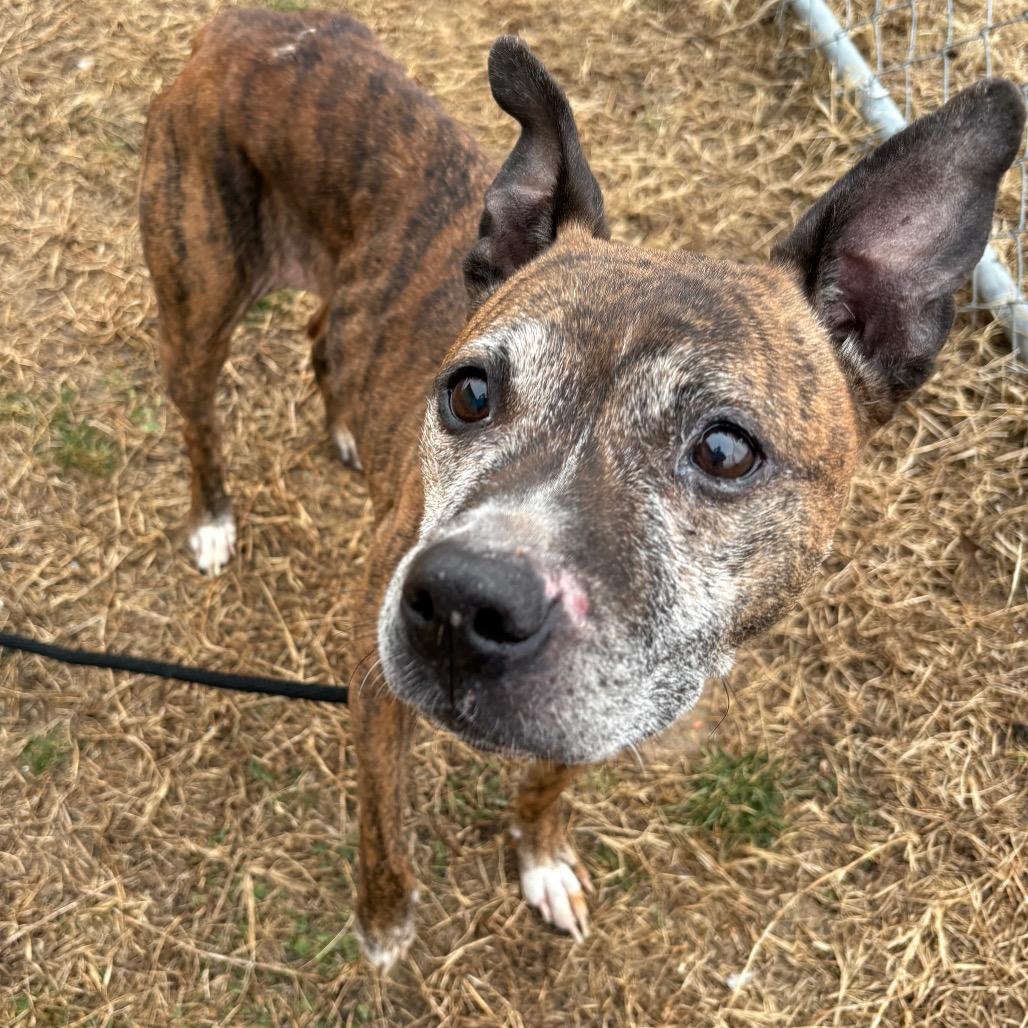 Lollie, Adoptable, Senior Female Boxer.