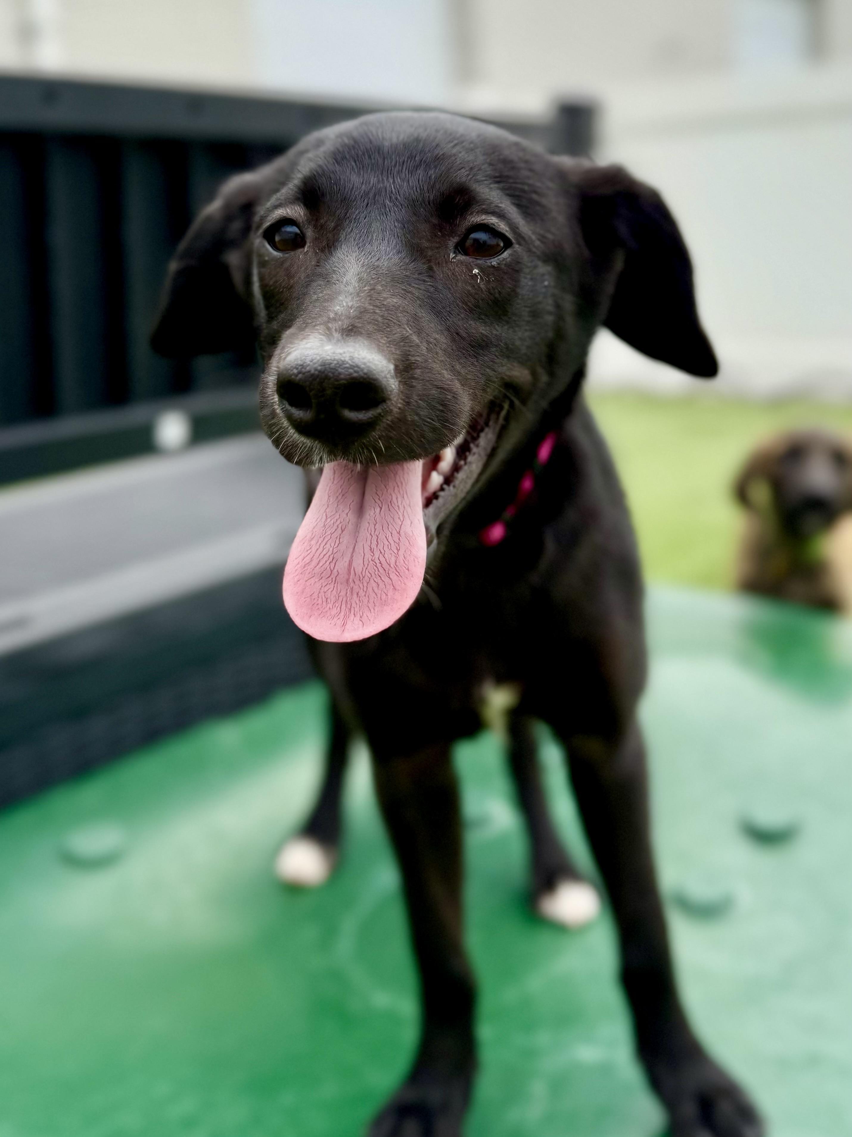 Enlarge Tippy, an adopted mixed breed in Brookfield, WI image 3/3