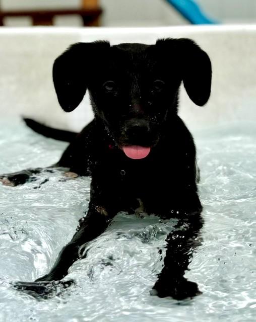 Tippy, adopted, Puppy Female Black Labrador Retriever.