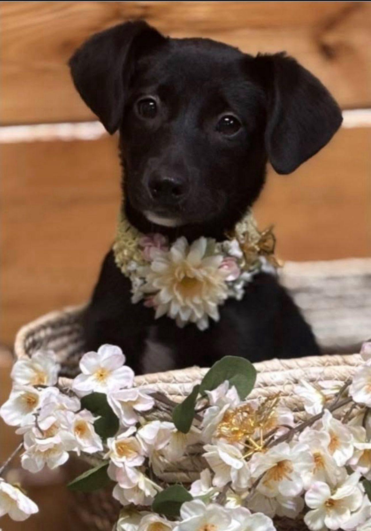 Tippy, ADOPTABLE, Puppy Female Black Labrador Retriever.