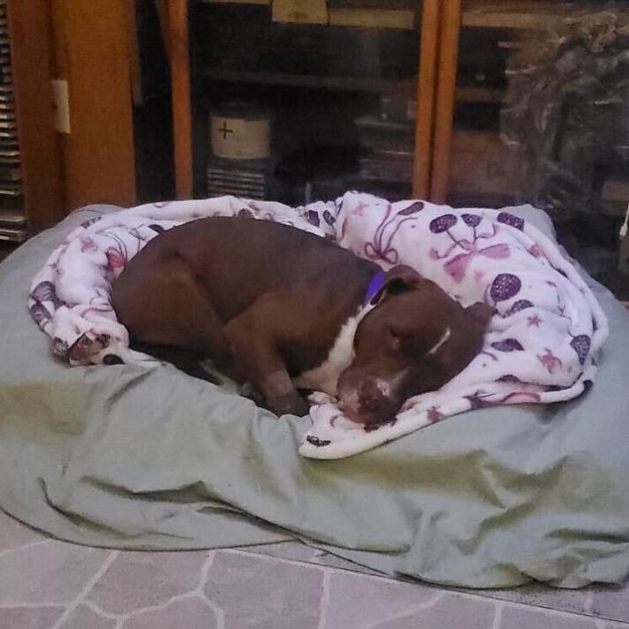 Hans, a Adoptable Pit Bull Terrier in Los Angeles, CA image 2/6