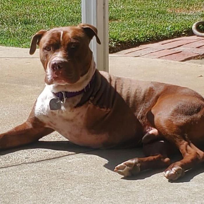 Hans, a Adoptable Pit Bull Terrier in Los Angeles, CA image 3/6