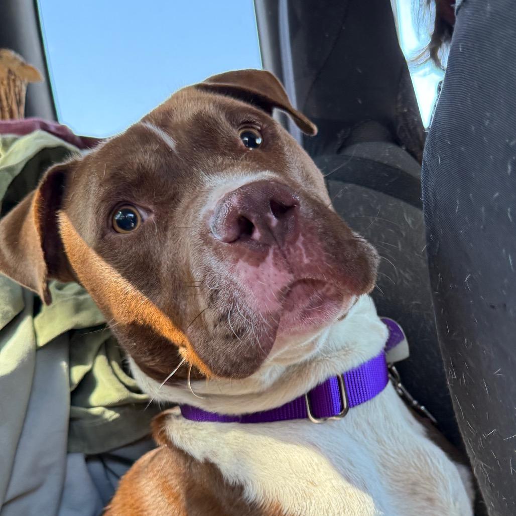 Hans, a Adoptable Pit Bull Terrier in Los Angeles, CA image 4/6