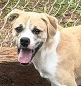 Griffin, Adoptable, Young Male Boxer.