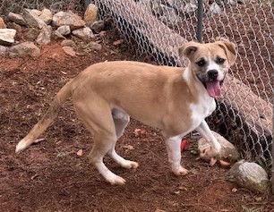 Enlarge Griffin, a Adoptable Pit Bull Terrier in Carrollton, GA image 2/3