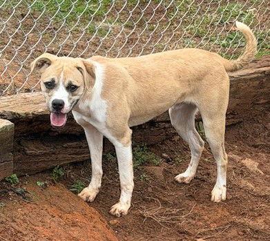 Enlarge Griffin, a Adoptable Pit Bull Terrier in Carrollton, GA image 3/3