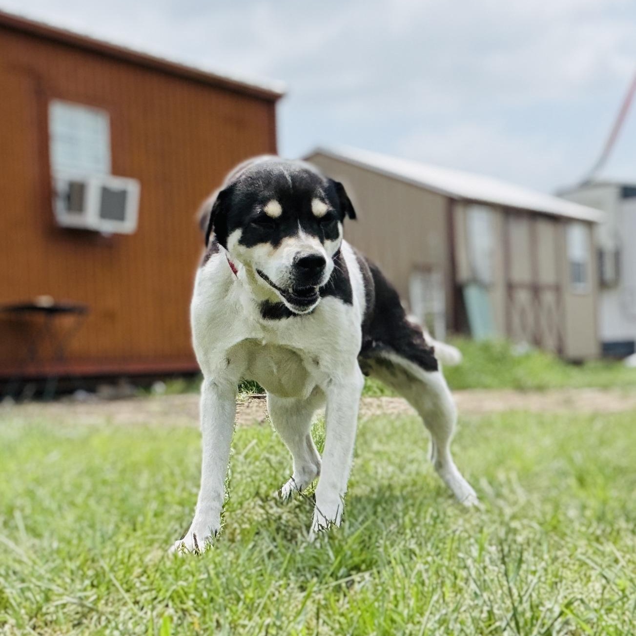 Enlarge *Kiwi, a Adoptable mixed breed in Justin, TX image 1/4