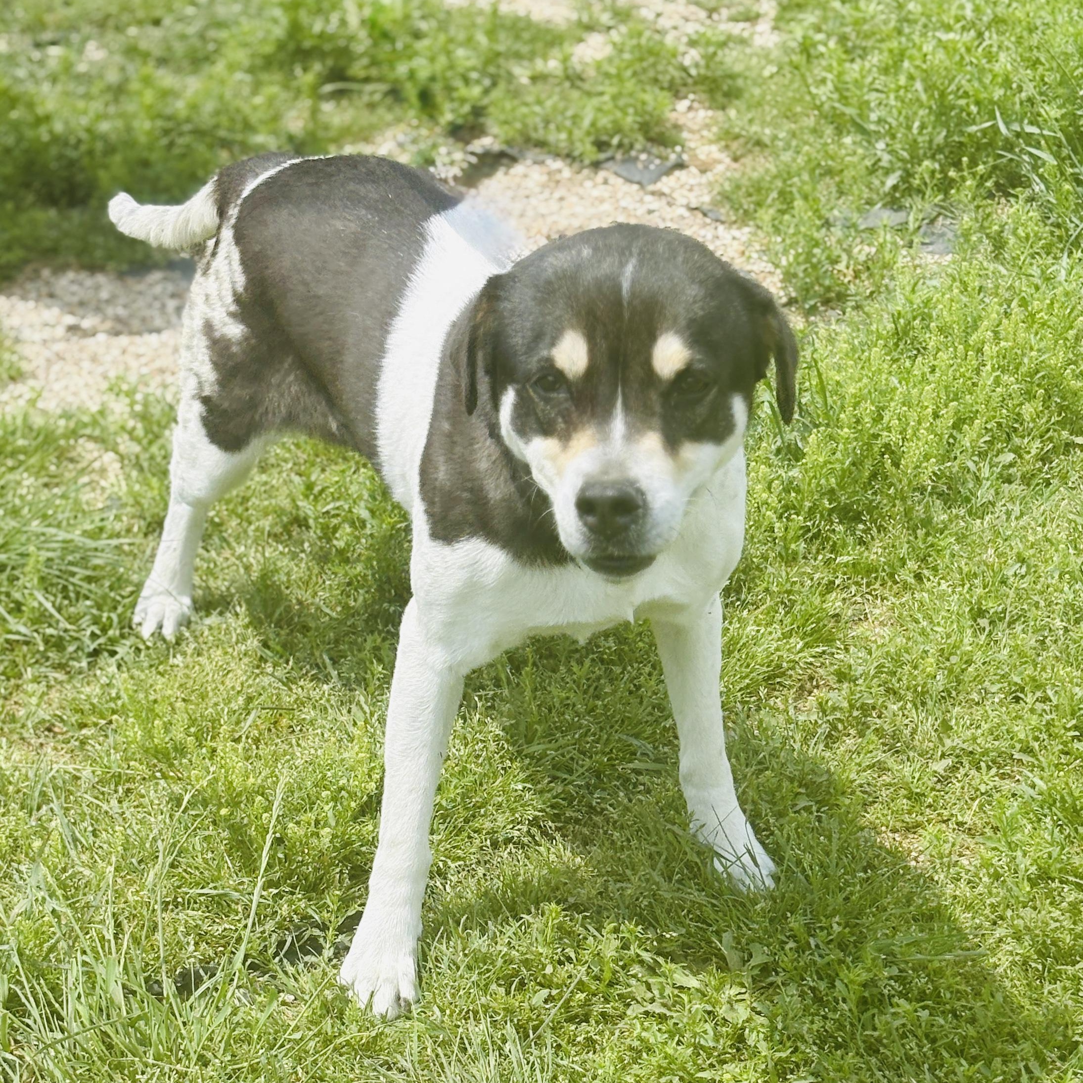 Enlarge *Kiwi, a Adoptable mixed breed in Justin, TX image 2/4