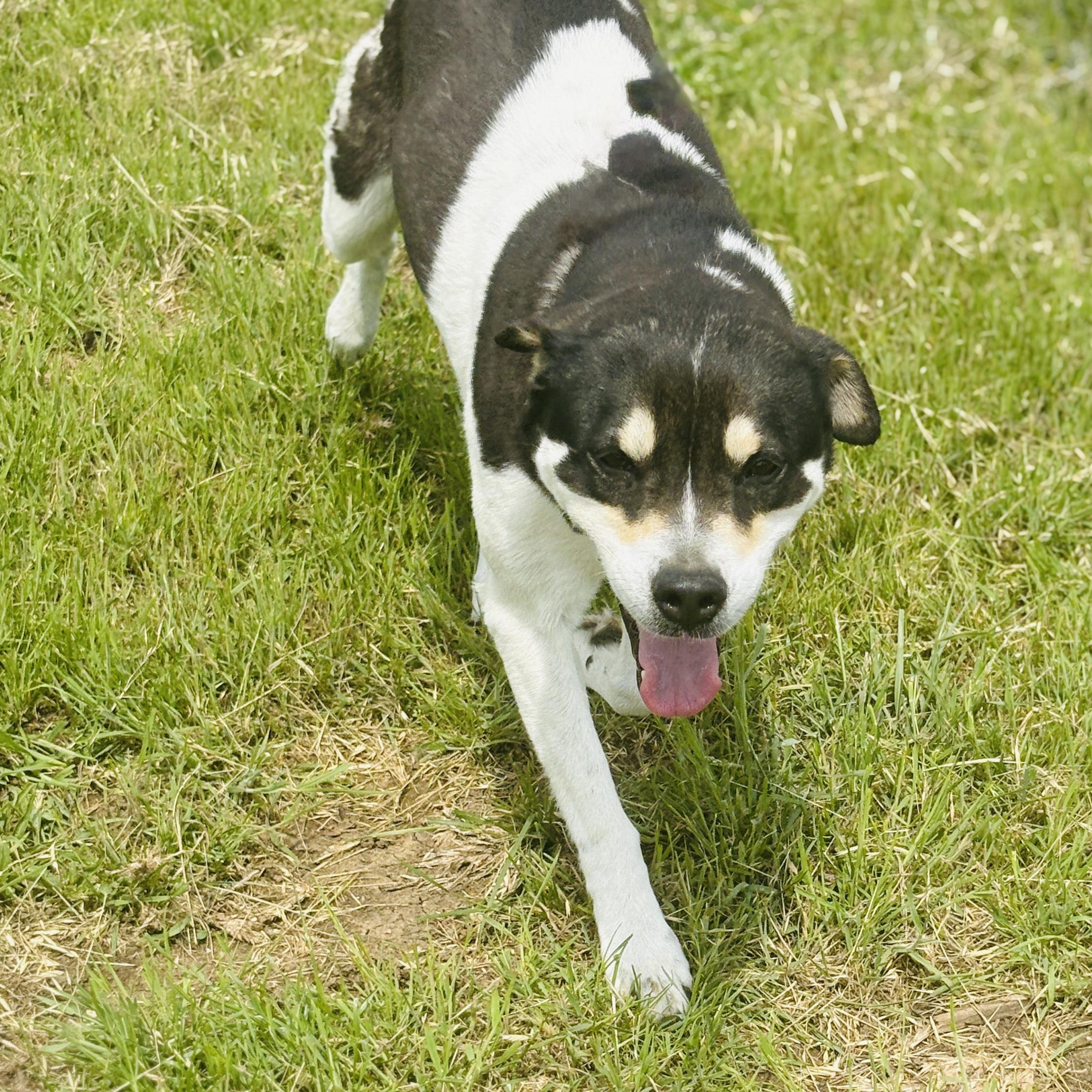 Enlarge *Kiwi, a Adoptable mixed breed in Justin, TX image 3/4