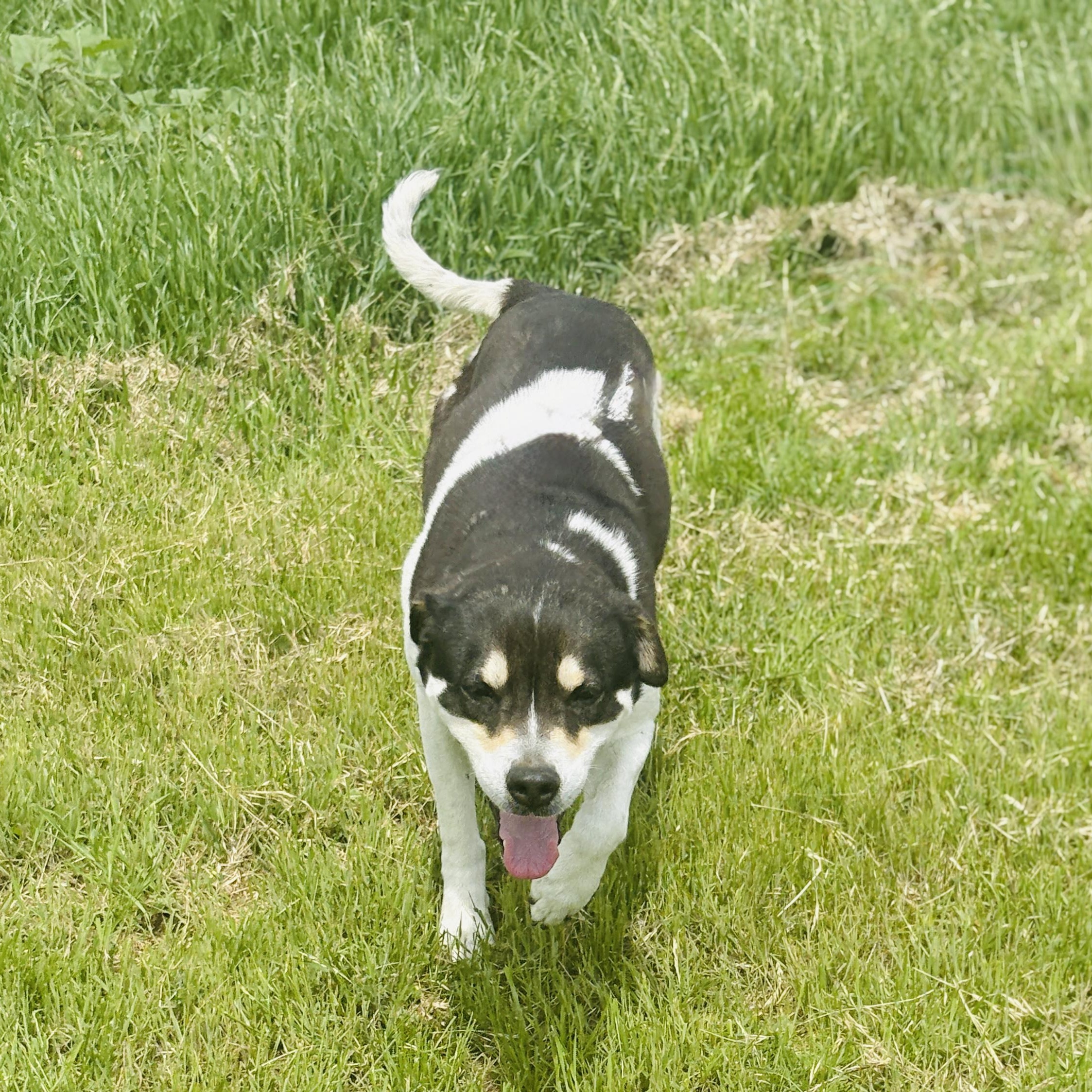 Enlarge *Kiwi, a Adoptable mixed breed in Justin, TX image 4/4