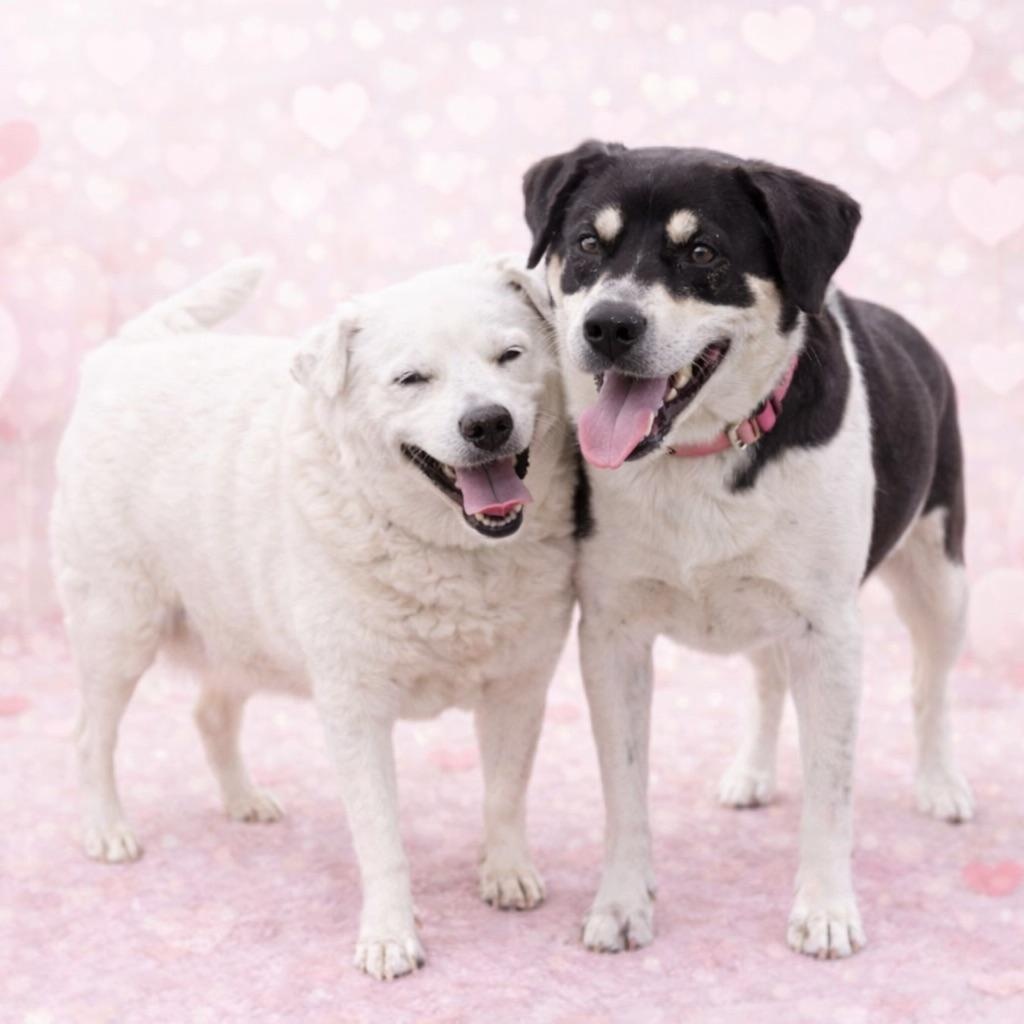 *Kiwi, Adoptable, Adult Female Labrador Retriever & Border Collie.