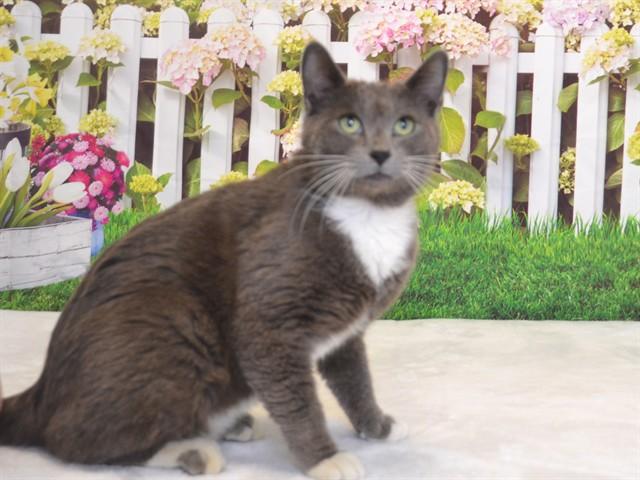 Enlarge THOMAS, a Adoptable mixed breed in Oroville, CA image 1/1