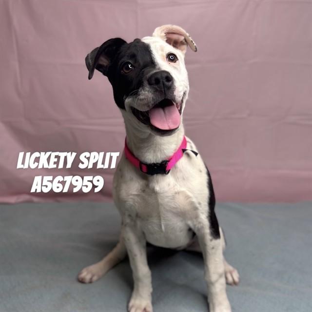 LICKETY SPLIT, Adoptable, Puppy Female Pit Bull Terrier & Mixed Breed.