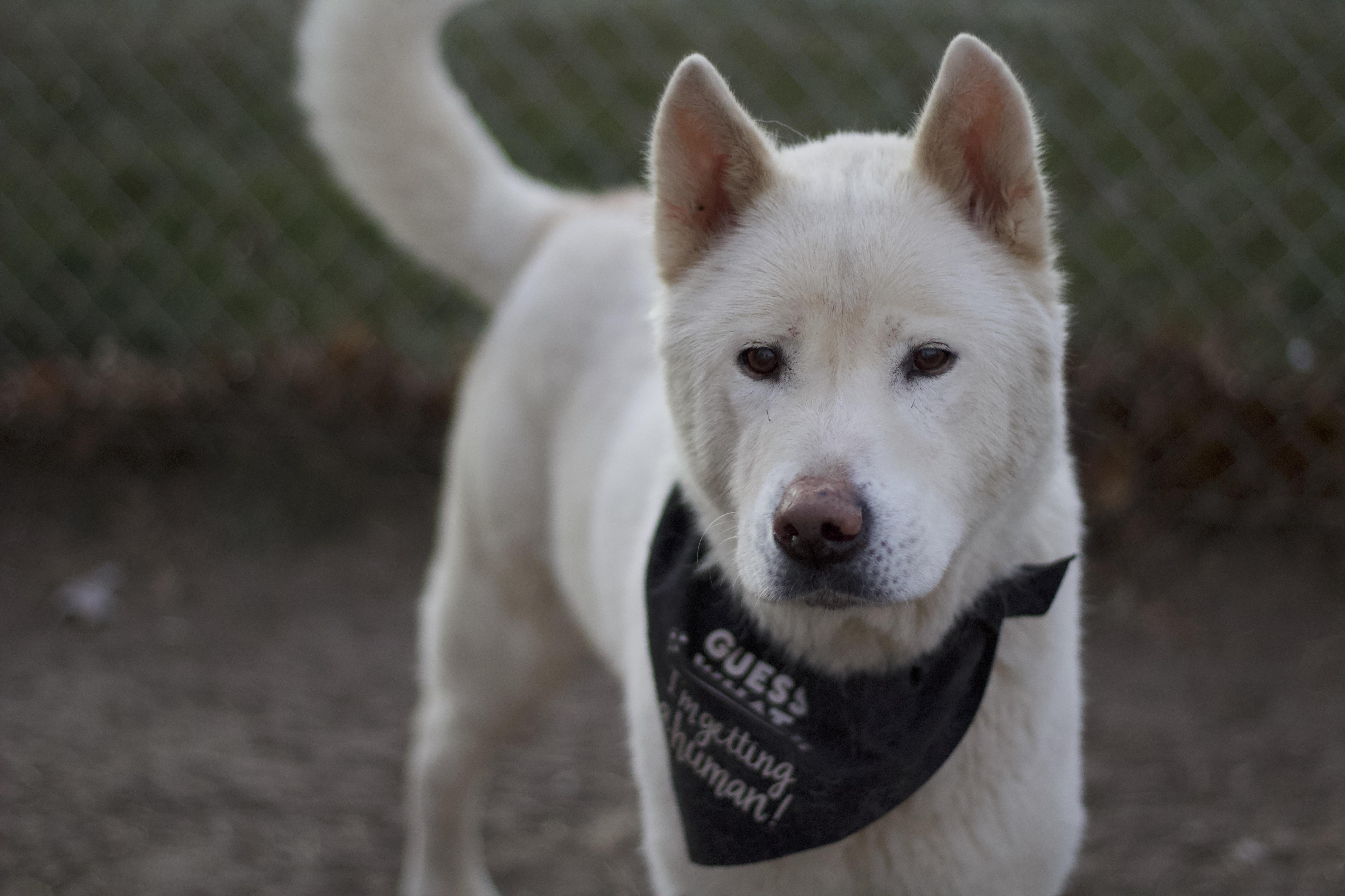 Fang, a Adoptable Akita in Ottumwa, IA image 1/3