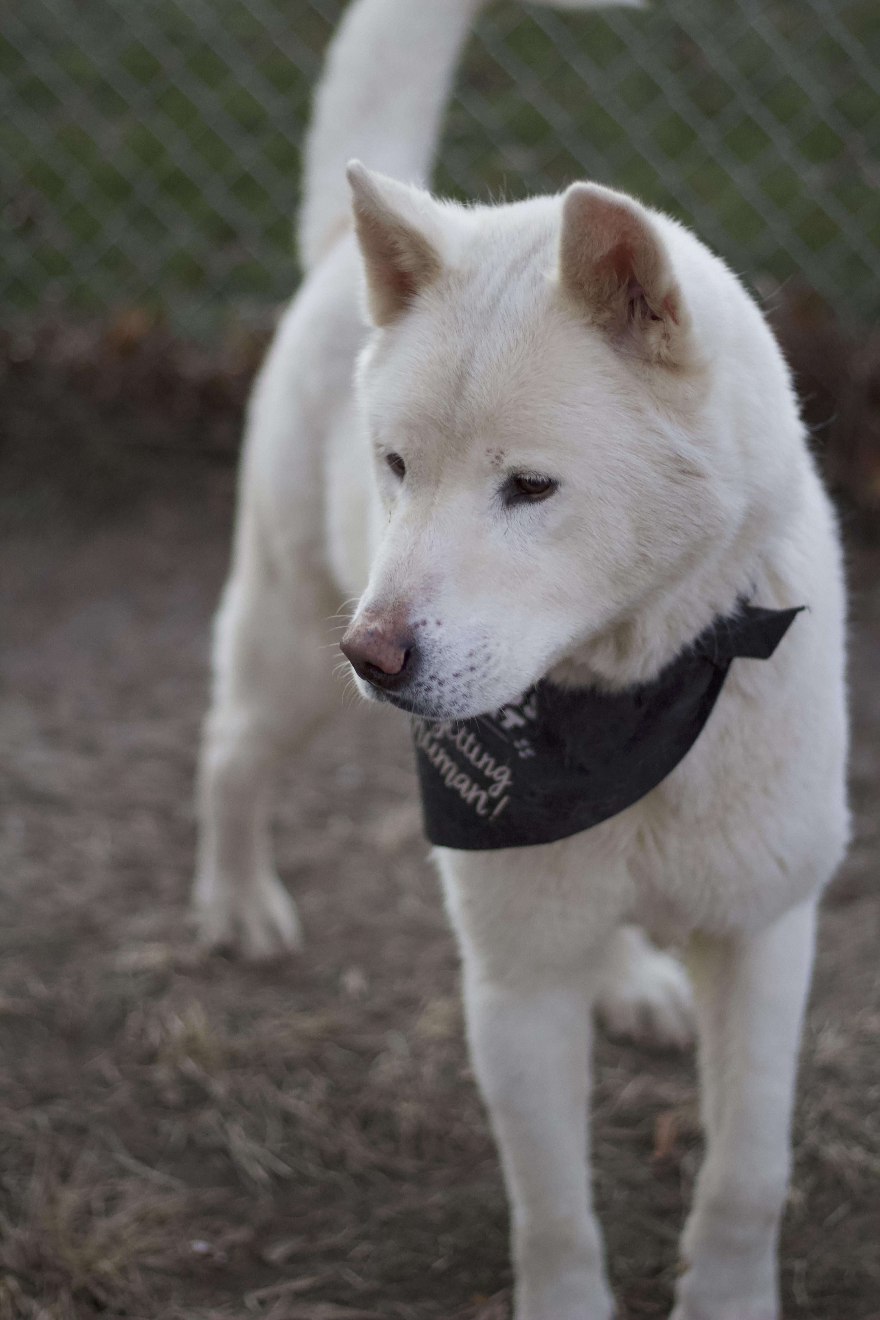 Fang, a Adoptable Akita in Ottumwa, IA image 2/3