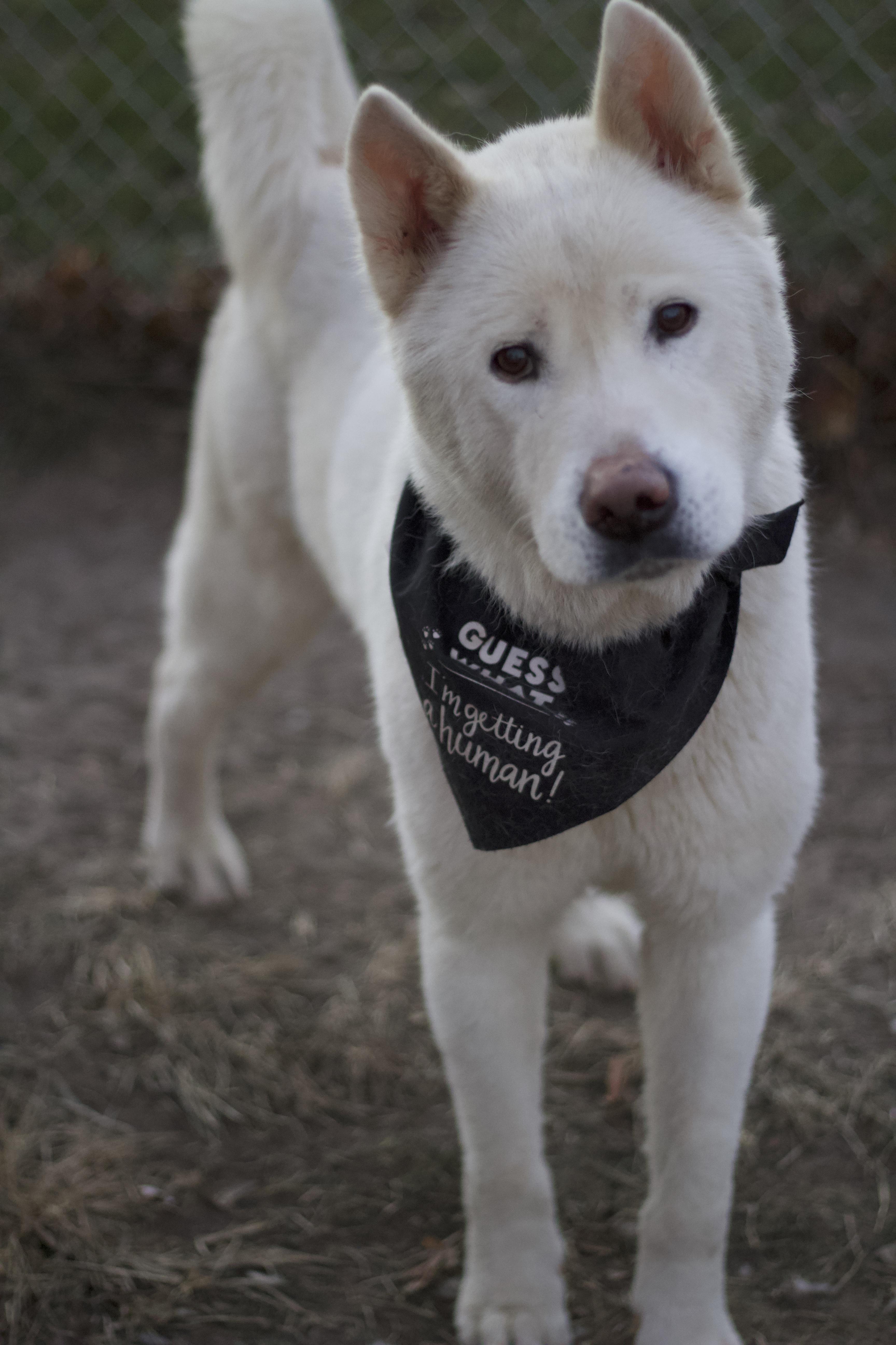 Fang, a Adoptable Akita in Ottumwa, IA image 3/3