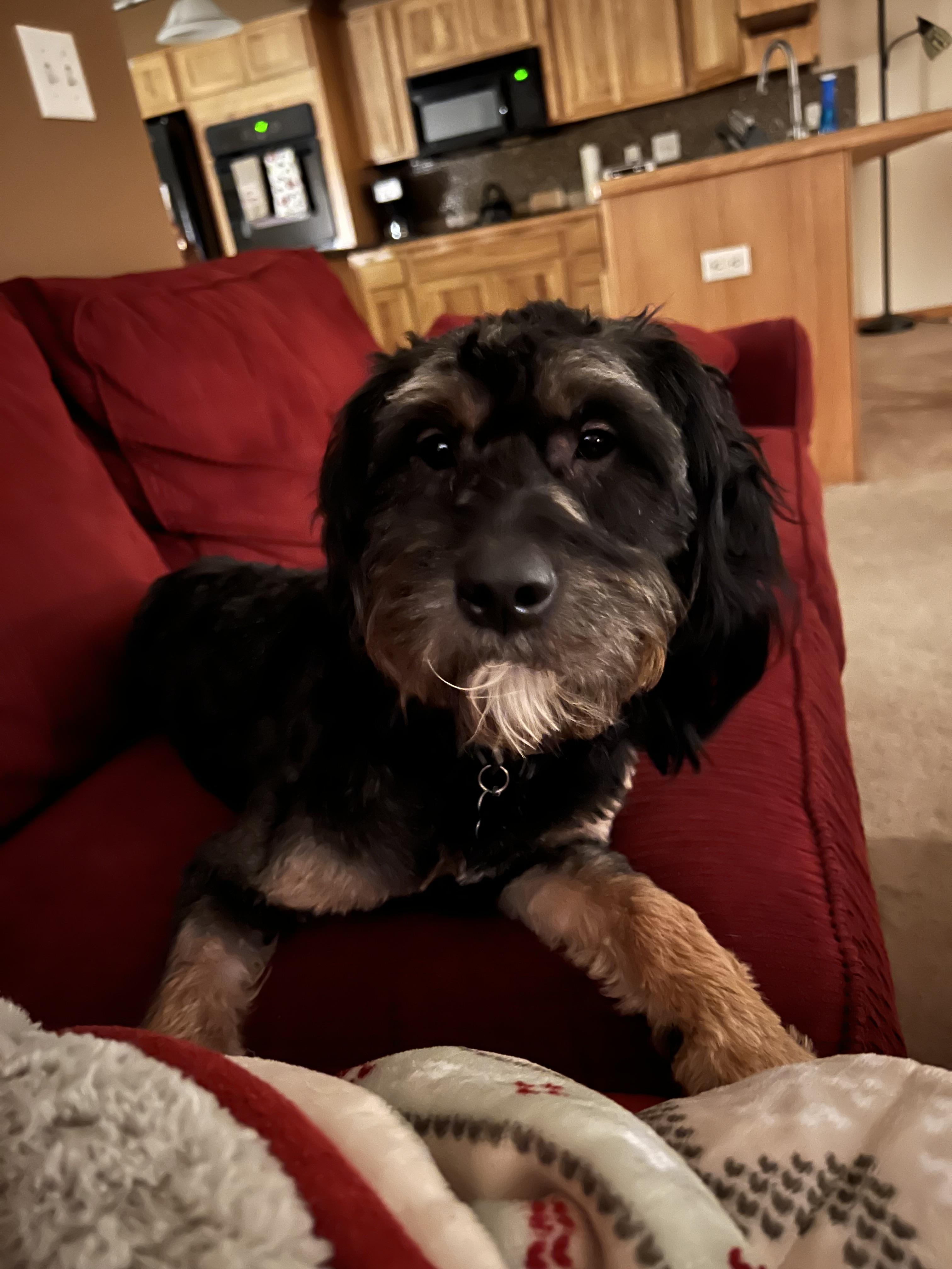 Reeses, a ADOPTABLE mixed breed in China Township, MI image 6/6