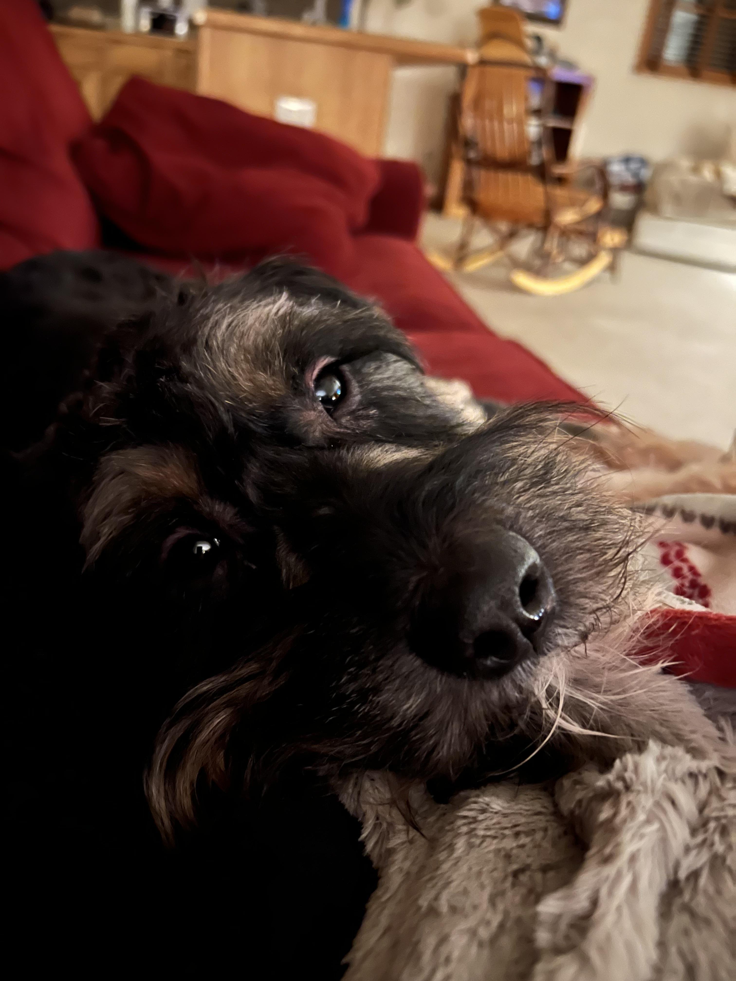 Reeses, a ADOPTABLE mixed breed in China Township, MI image 5/6