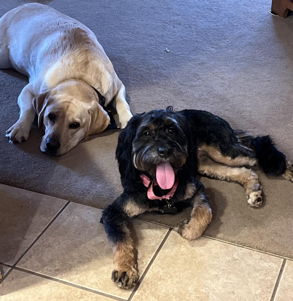 Reeses, a ADOPTABLE mixed breed in China Township, MI image 4/6