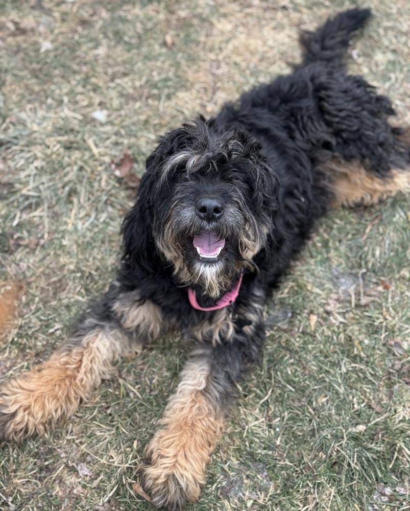 Reeses, a ADOPTABLE mixed breed in China Township, MI image 3/6