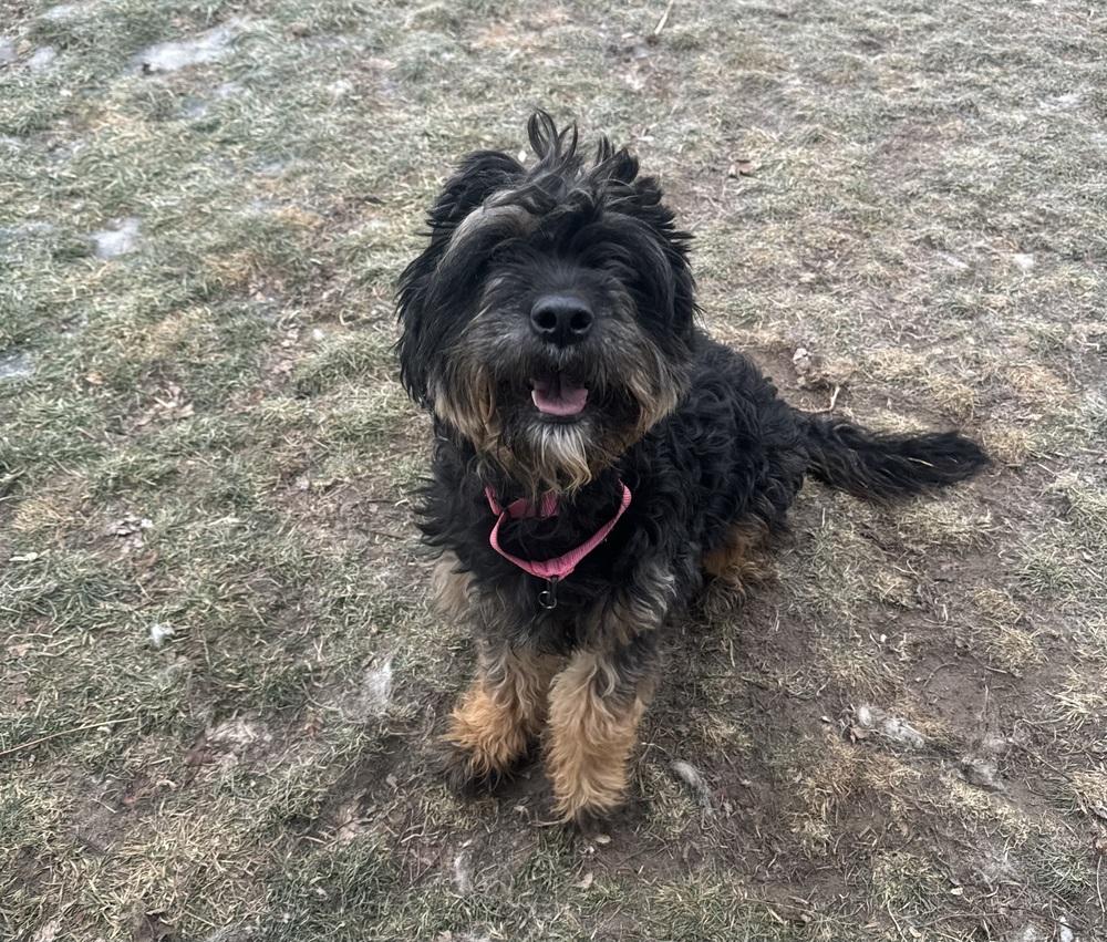 Reeses, a ADOPTABLE mixed breed in China Township, MI image 1/6