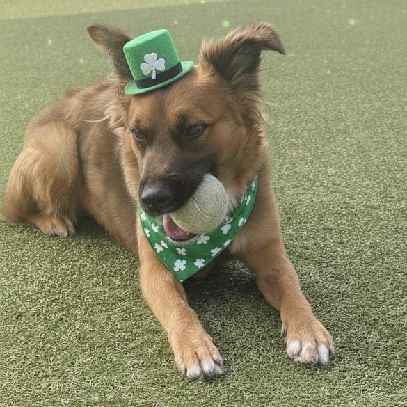 Phoenix, Adoptable, Young Female Shepherd.