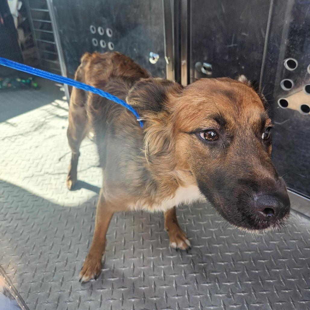 Phoenix, a Adoptable mixed breed in Bryan, TX image 1/2