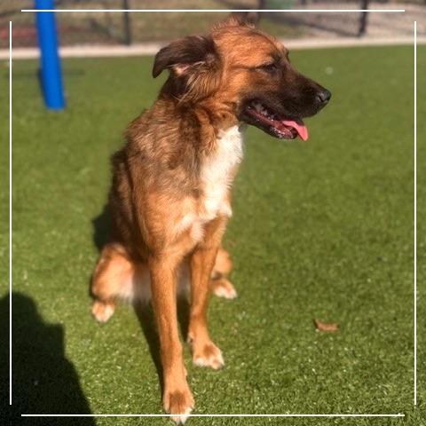 Phoenix, a Adoptable mixed breed in Bryan, TX image 2/2