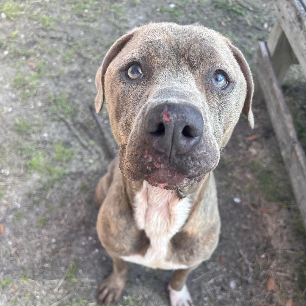 Enlarge Cleo, a Adoptable mixed breed in Corpus Christi, TX image 1/6