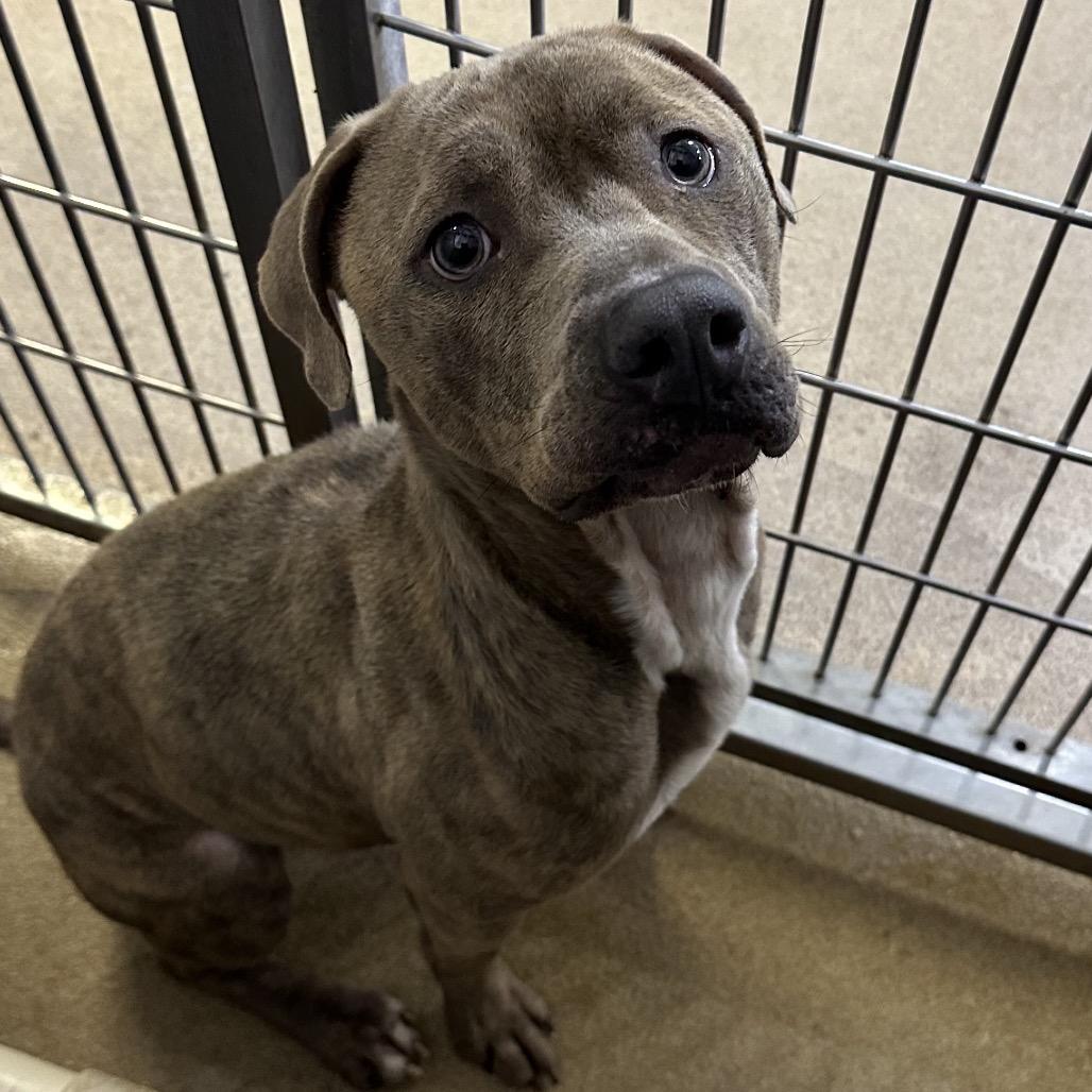 Enlarge Cleo, a Adoptable mixed breed in Corpus Christi, TX image 2/6