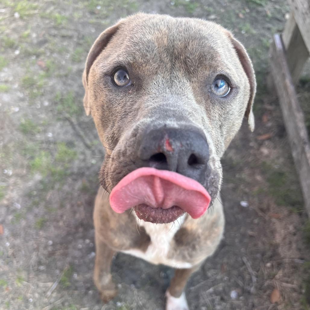 Enlarge Cleo, a Adoptable mixed breed in Corpus Christi, TX image 3/6