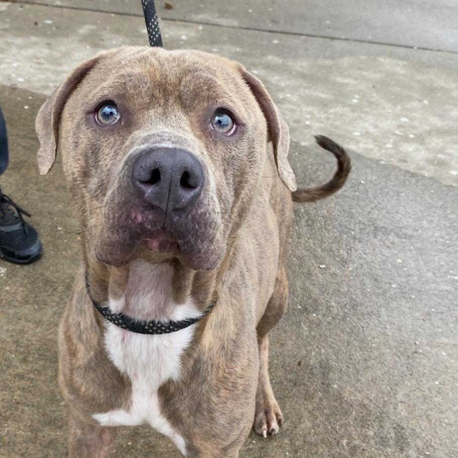 Enlarge Cleo, a Adoptable mixed breed in Corpus Christi, TX image 4/6