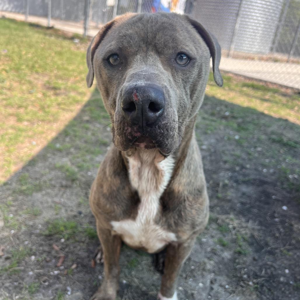 Enlarge Cleo, a Adoptable mixed breed in Corpus Christi, TX image 5/6