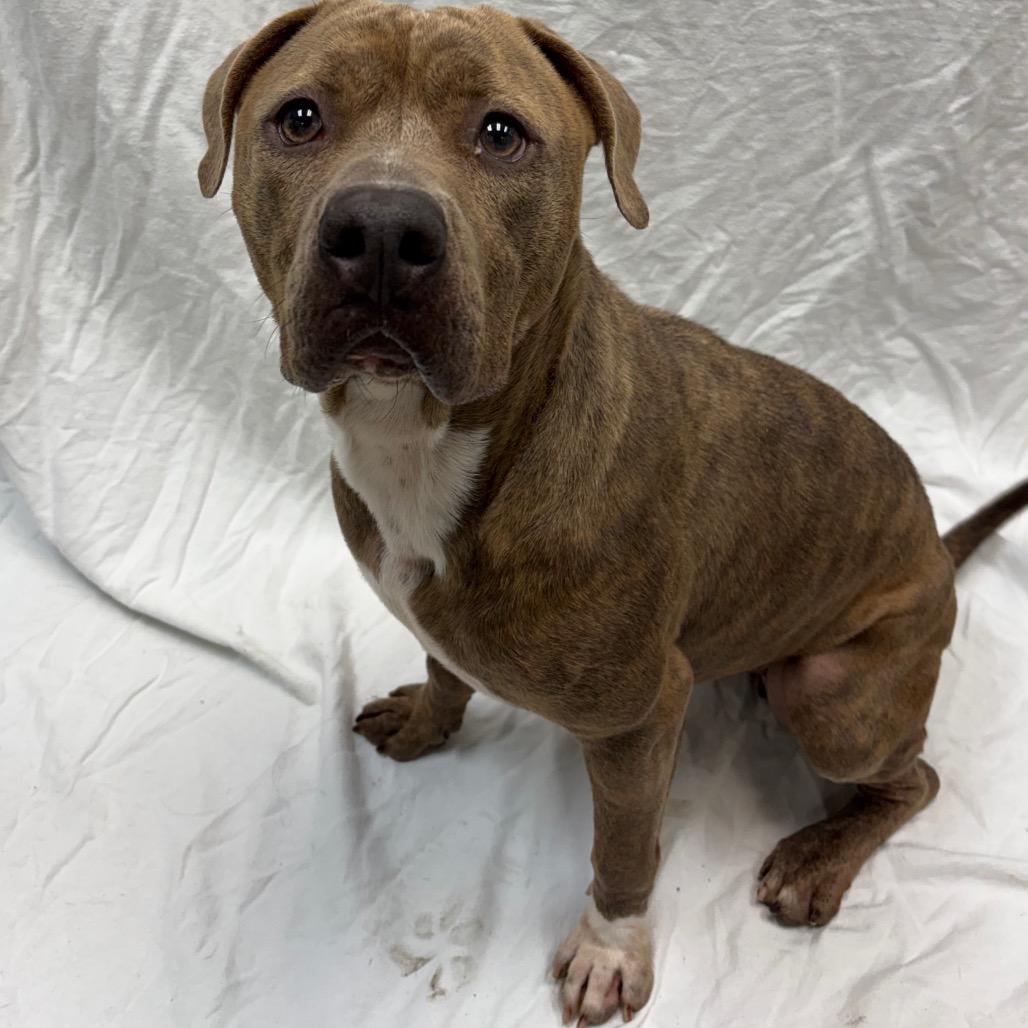 Enlarge Cleo, a Adoptable mixed breed in Corpus Christi, TX image 6/6