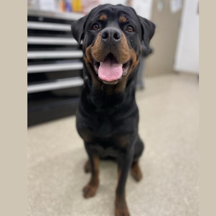 Enlarge Diamond, an adopted Rottweiler in Prince Frederick, MD image 1/5