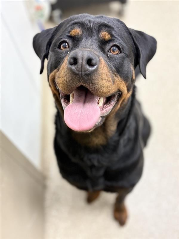 Enlarge Diamond, an adopted Rottweiler in Prince Frederick, MD image 5/5