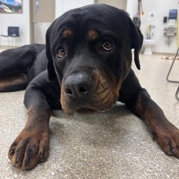 Enlarge Diamond, an adopted Rottweiler in Prince Frederick, MD image 3/5