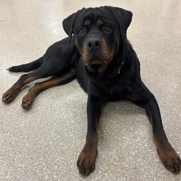 Enlarge Diamond, an adopted Rottweiler in Prince Frederick, MD image 2/5