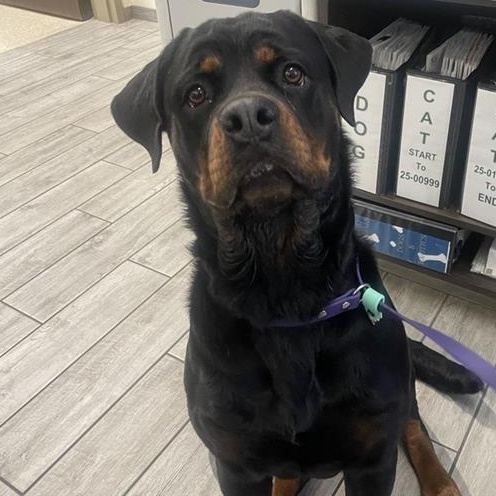 Enlarge Diamond, an adopted Rottweiler in Prince Frederick, MD image 4/5