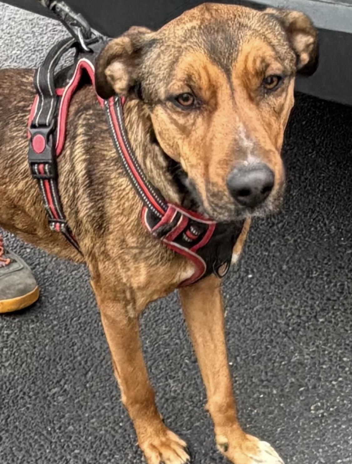 Roscoe HOLD/ finder may adopt