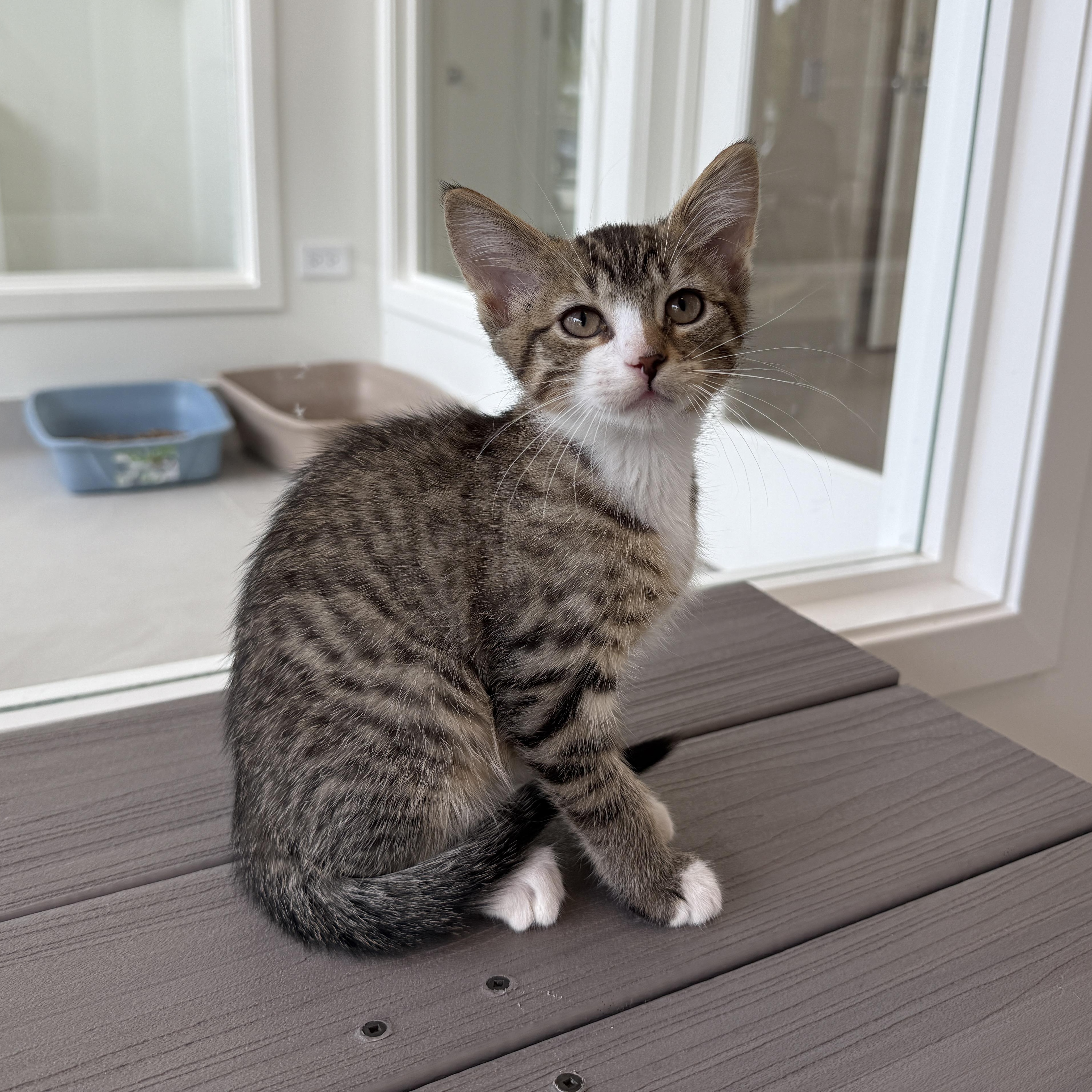 Enlarge Malcolm, a Adoptable Domestic Medium Hair in Evanston, IL image 1/1