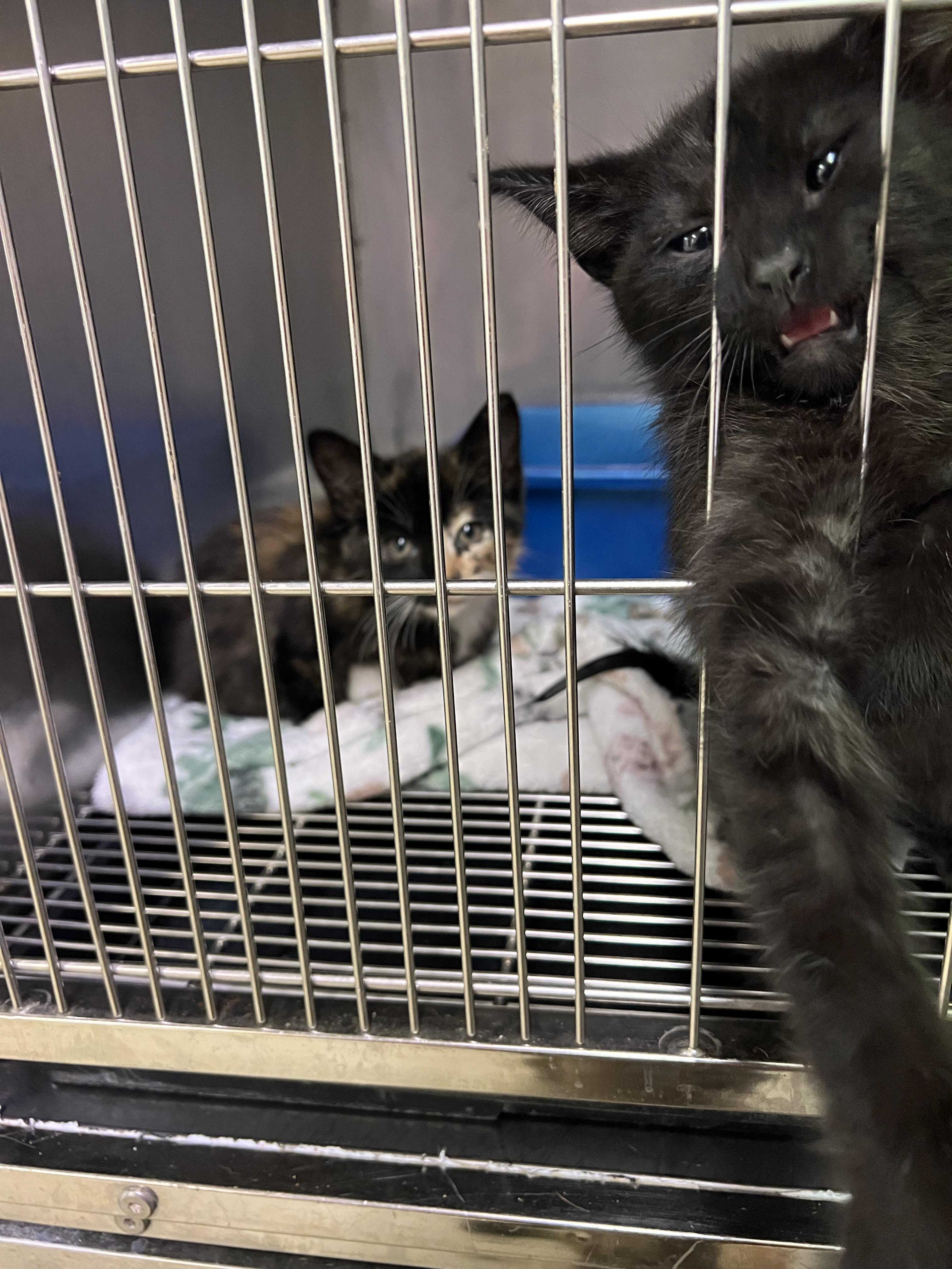 Enlarge Benny (black) and Betsy (calico), a Adopted Domestic Short Hair in sparta, NC image 3/3