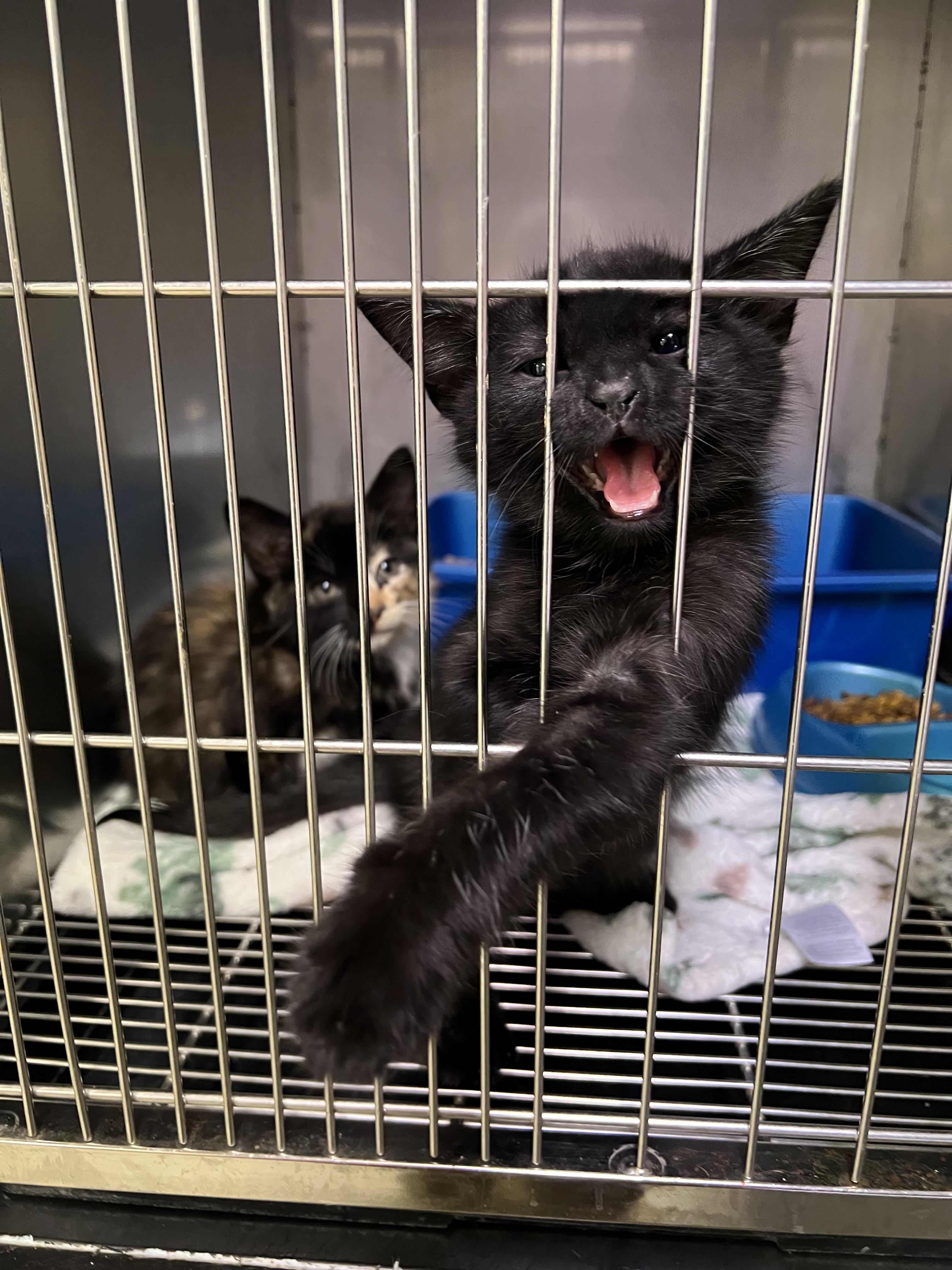 Enlarge Benny (black) and Betsy (calico), a Adopted Domestic Short Hair in sparta, NC image 1/3