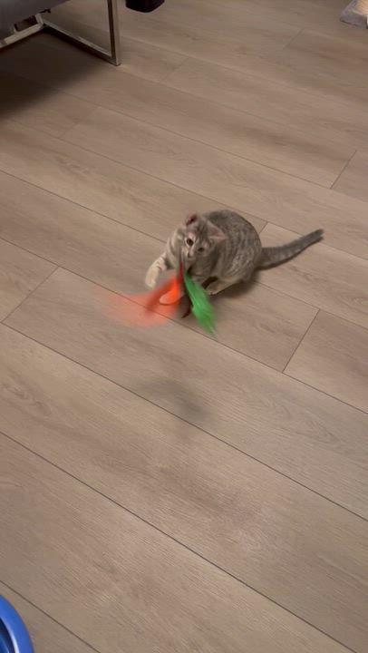 Charlotte , ADOPTABLE, Kitten Female Domestic Short Hair.